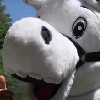 VIDEO. Top 14. La mascotte du MHR profite de la reprise pour s’envoyer en l’air | Rugby VIDEO. Top 14. La mascotte du MHR profite de la reprise pour s’envoyer en l’air