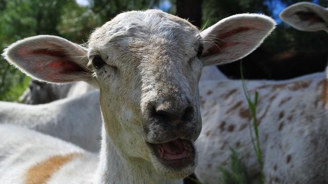 Pro D2 - On sait rire du côté de Vannes. Crédit photo : flickr hobohikertrash