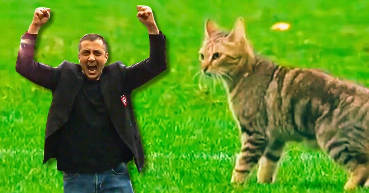 Prolongations, essai de Habana à la 91e, un chat sur le terrain. On a retrouvé la presse de l'époque. Crédit image : Screenshot beIN SPORTS France