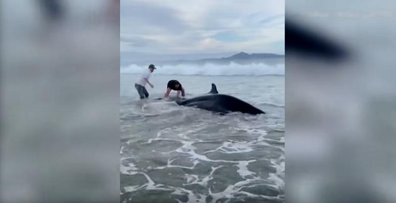 VIDEO. WTF. Ali Williams sauve une baleine échouée à la force de ses bras, quel homme !
