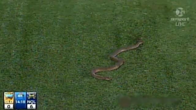 VIDEO. Insolite. Quand un serpent s'invite à un match de rugby à 13 en NRL