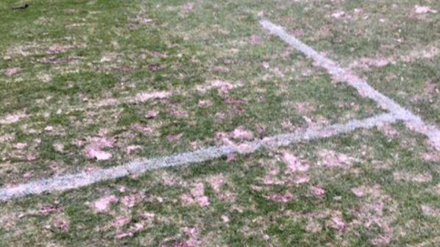 Insolite : Toulouse et Clermont labourent la pelouse du Stadium, le Téfécé rit jaune