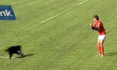 L'épineux problème des streakers canins en Argentine