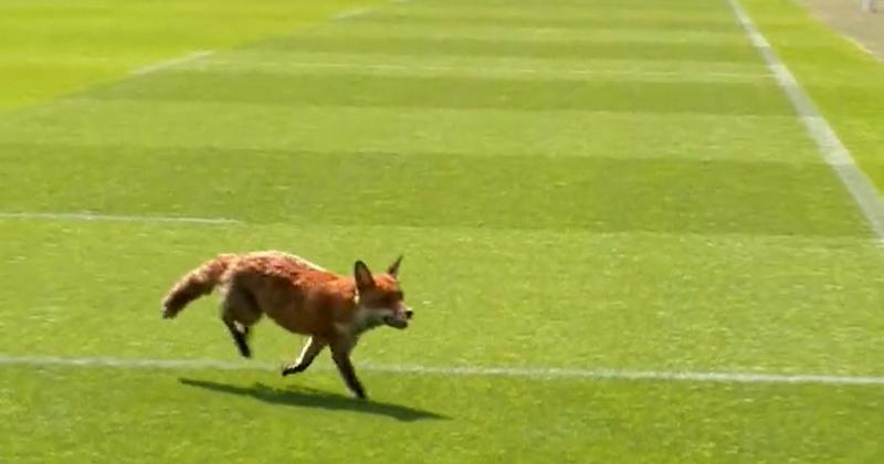 Vidéo. Insolite. Un renard s’invite sur la pelouse pendant un match de France 7 !