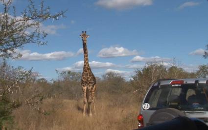 VIDEO. La sélection écossaise en safari en Afrique du Sud entre deux matchs