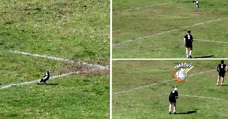 RUGBY. VIDÉO. Arrêtez de chercher, on a trouvé le meilleur défenseur de l’année