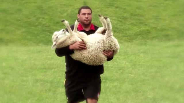 VIDEO. INSOLITE - Super Rugby : la préparation originale des Chiefs... à la ferme