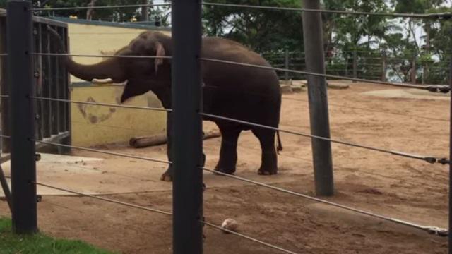 VIDEO. Insolite. Un éléphant du zoo de Sydney impressionne avec un ballon de rugby