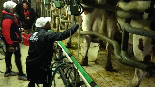 PHOTOS. Top 14 - Traite des vaches, chasse au veau et balade du fromager à Oyonnax pour préparer la saison 