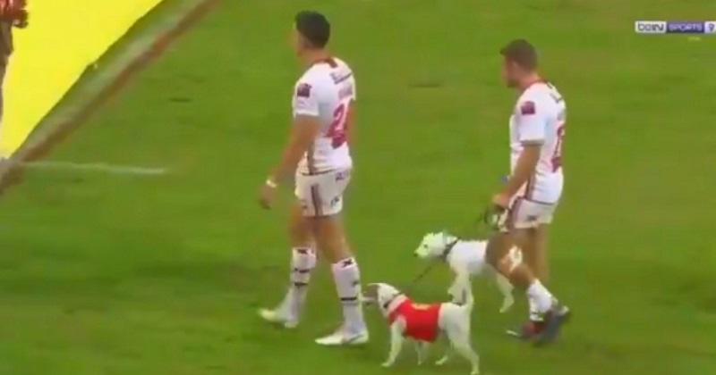 VIDEO. WTF : Micky McIlorum (Dragons Catalans) entre sur la pelouse... avec ses chiens !