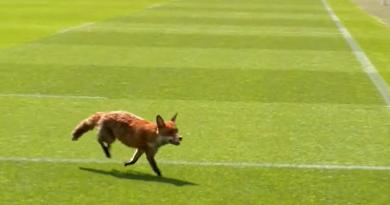 Vidéo. Insolite. Un renard s’invite sur la pelouse pendant un match de France 7 !
