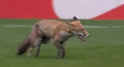 Un renard se balade sur Twickenham