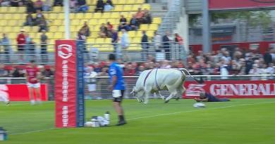 VIDEO. Un taureau massif s'invite à l'échauffement des Dragons Catalans, les joueurs s'en souviendront longtemps !